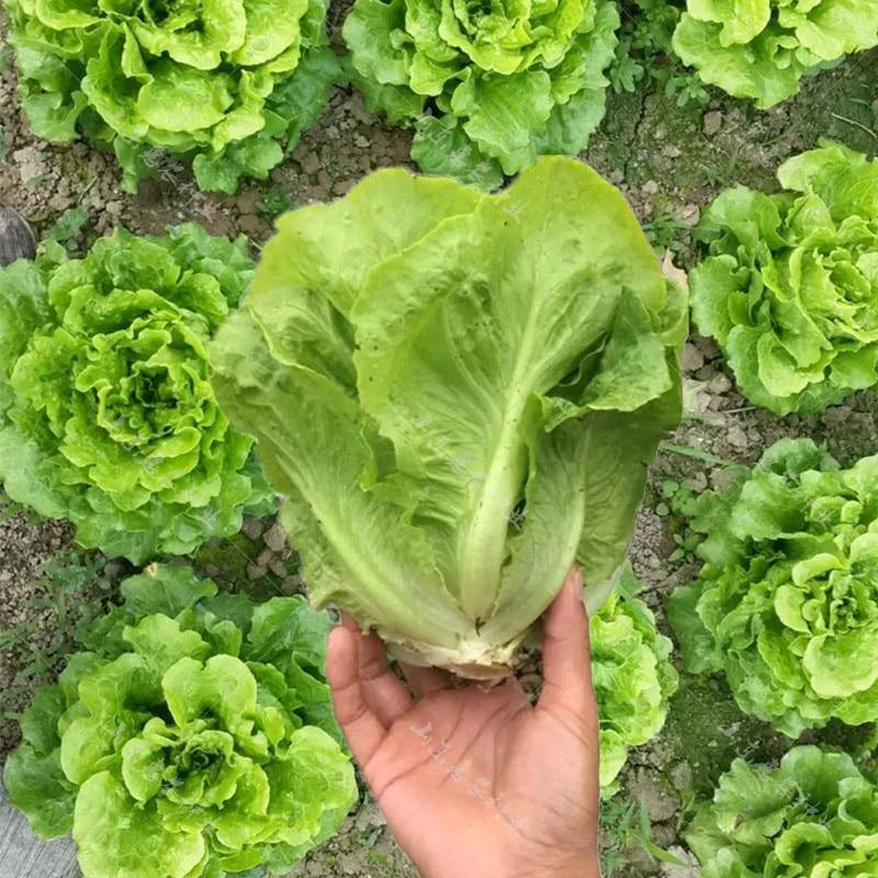 Lettuce Seeds - good taste, easy to grow.