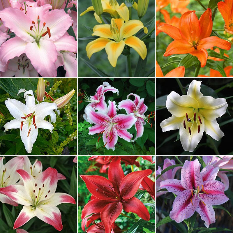 60 Days of Lilies - Long Lasting Lily Bulb Mix