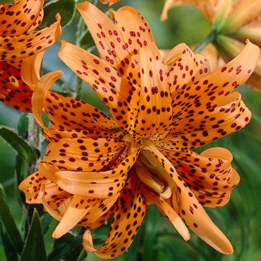 Lily Bulbs - Double Tiger Lily
