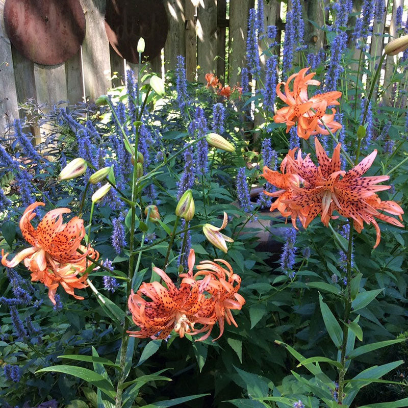 Lily Bulbs - Double Tiger Lily