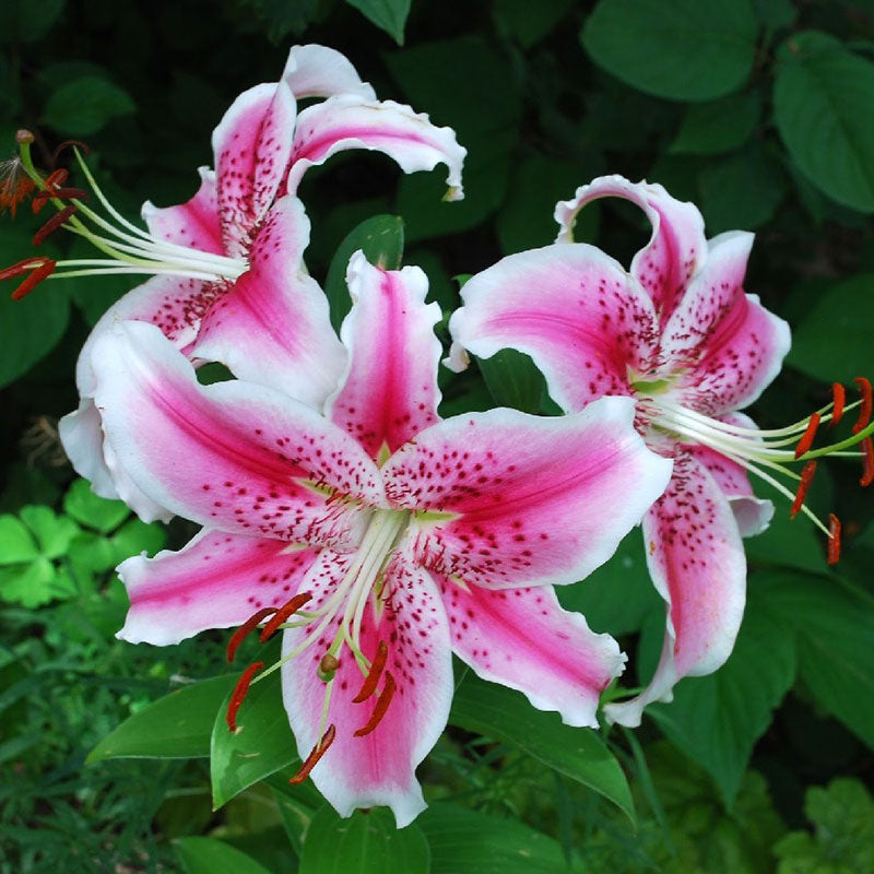 Oriental Lily Bulbs - Stargazer