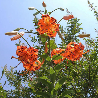 Tiger Lily Bulbs - Tigrinum Splendens