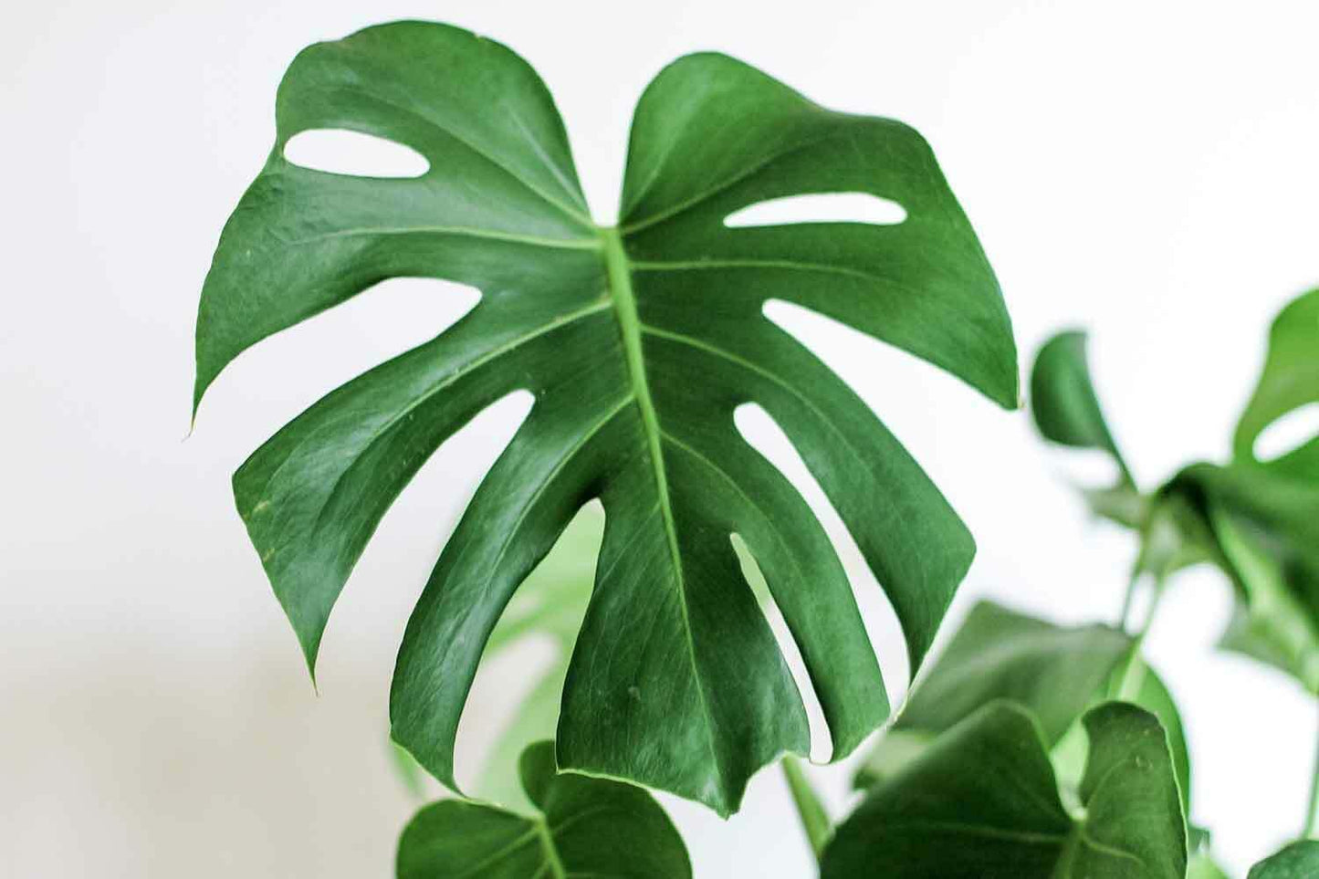 LIVE Monstera Deliciosa | 10-12" Rooted Split Leaf Healthy Plant