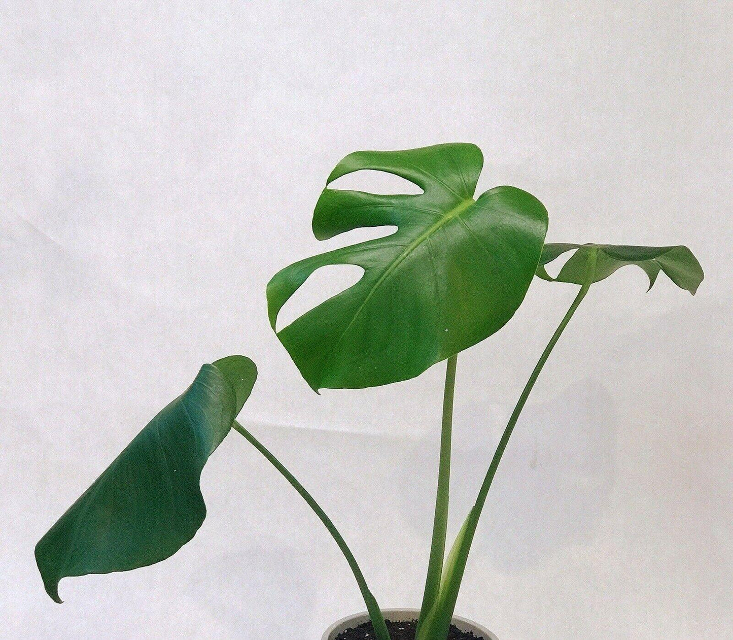 LIVE Monstera Deliciosa | 10-12" Rooted Split Leaf Healthy Plant