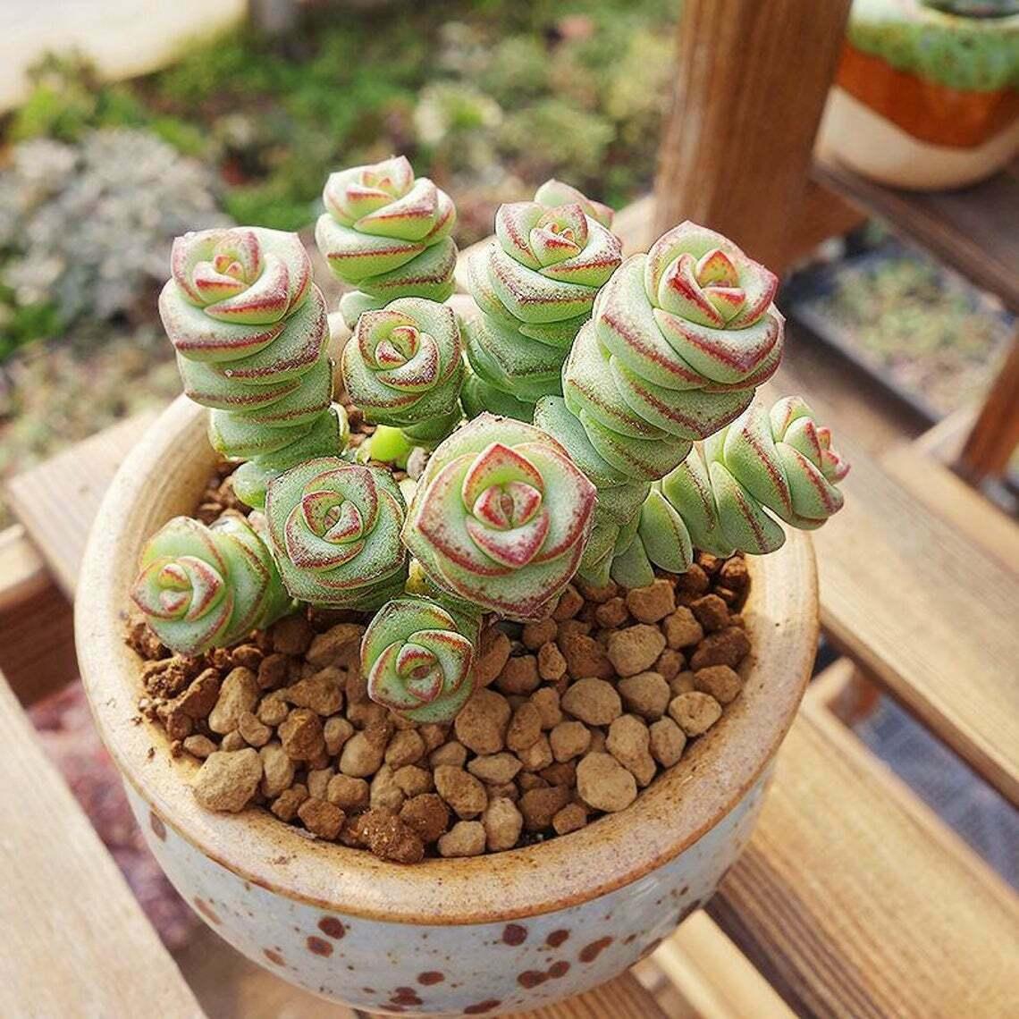 Crassula 'Baby's Necklace' | Rooted in Paradise Succulent Studio – Rooted  in Paradise Succulent Studio