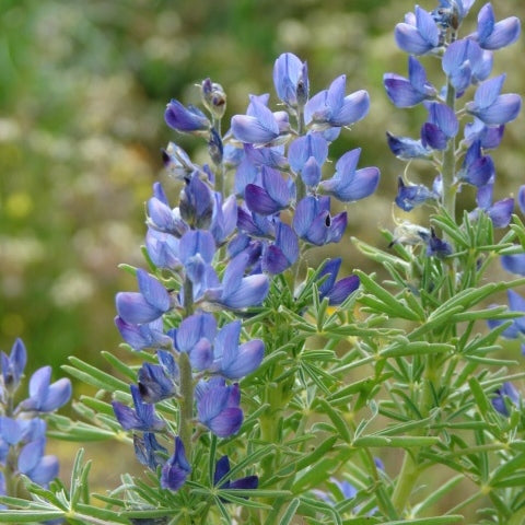Annual Lupine Seeds - Blue