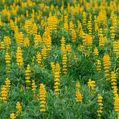 Annual Lupine Seeds - Golden Yellow