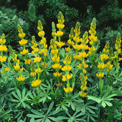 Annual Lupine Seeds - Golden Yellow