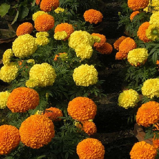 African Marigold Seeds - Sugar & Spice