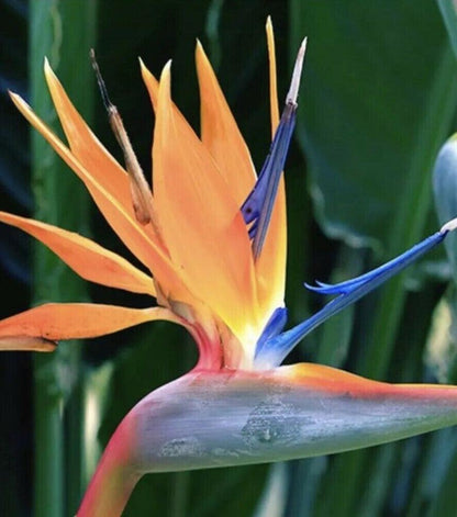 Orange Bird of Paradise - Strelitzia reginae - Live Plant
