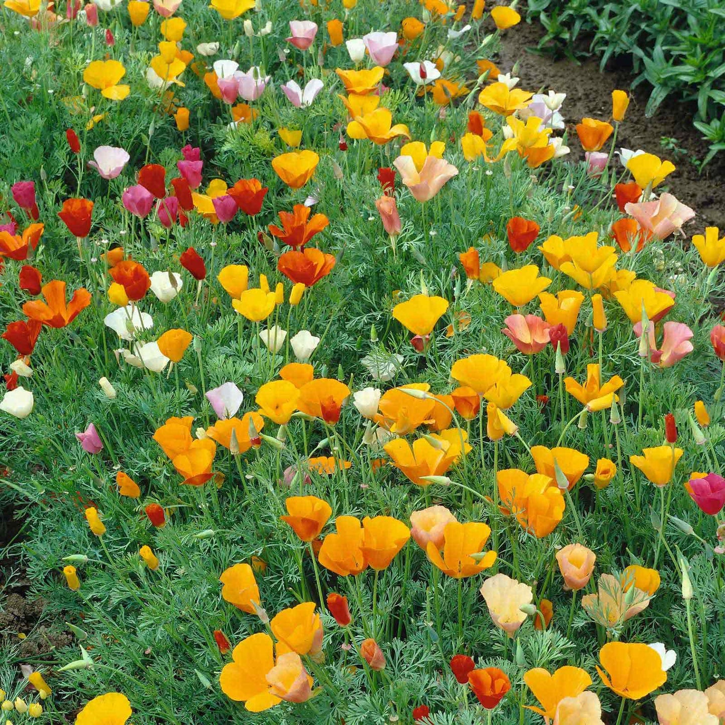 California Poppy Seeds (Organic) - Mixed Colors