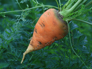 Oxheart Carrots