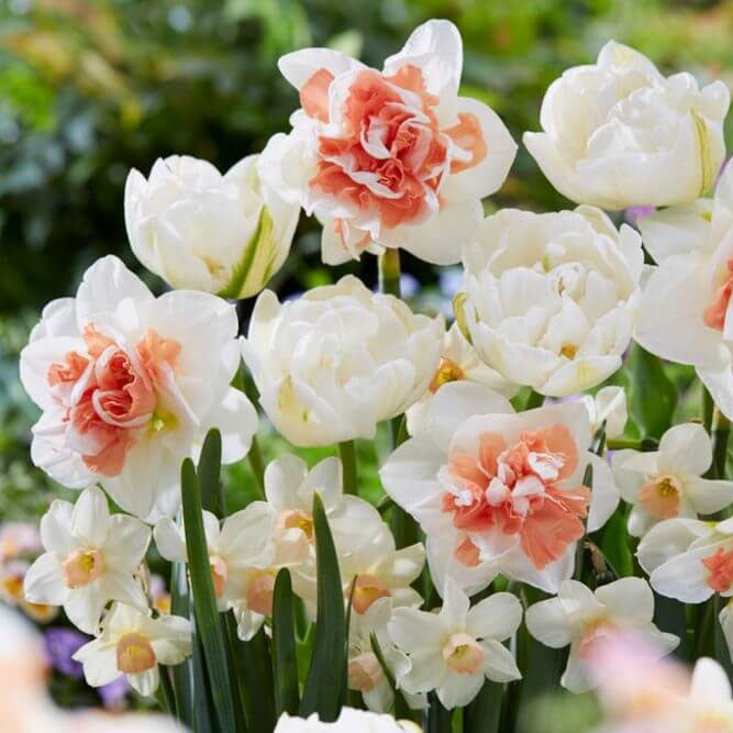 Tulip & Daffodil Bulbs - Peach Lemonade Collection