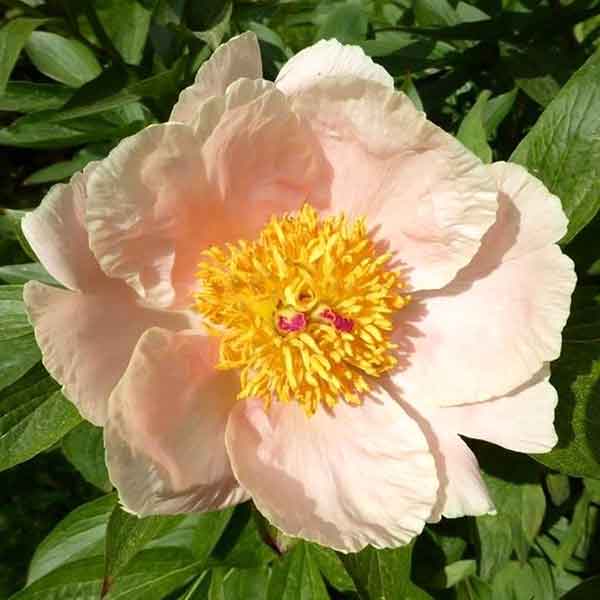 Peony Roots - Apricot Whisper