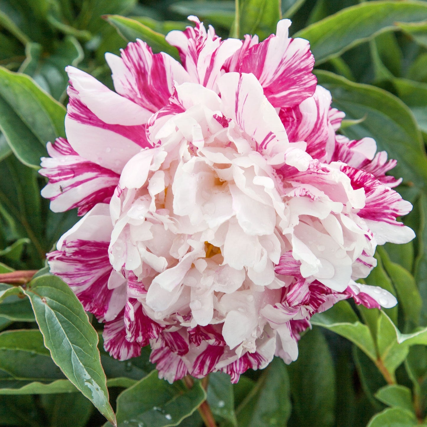 Peony Roots - Candy Stripe