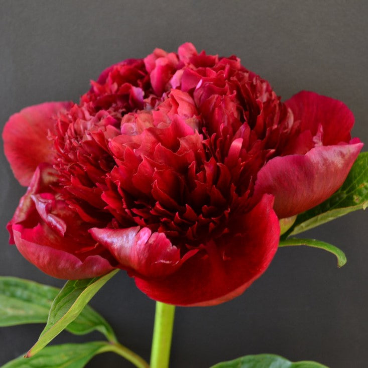 Peony Roots - Red Charm