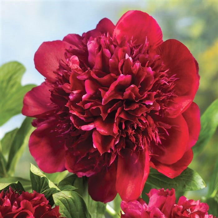 Peony Roots - Red Charm