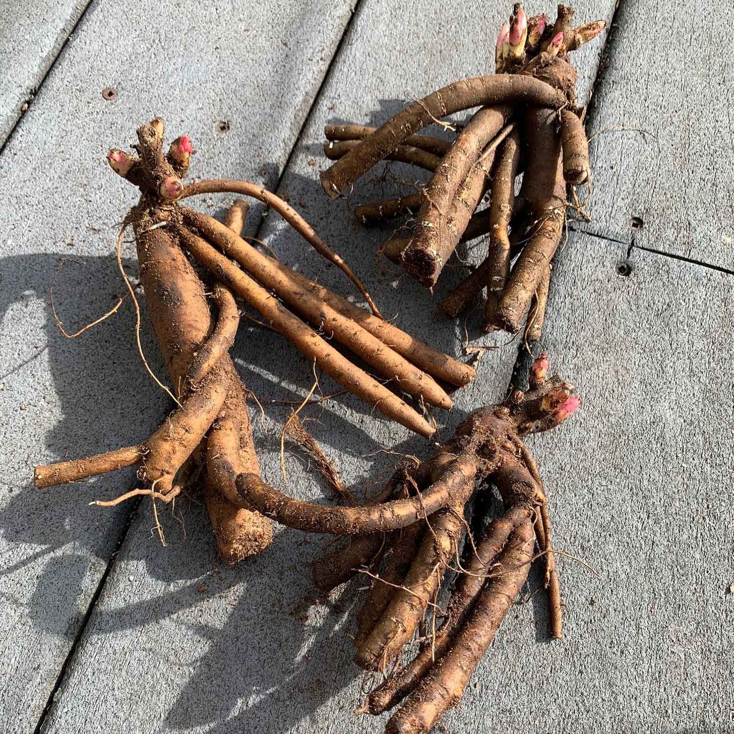 Peony Roots - Pink Mix