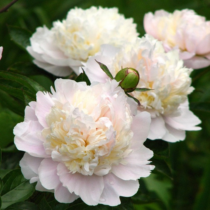 Peony Roots - Shirley Temple