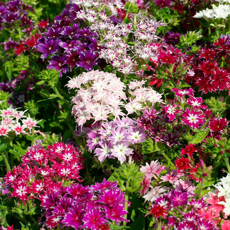 Annual Phlox Seeds - Twinkle Mix