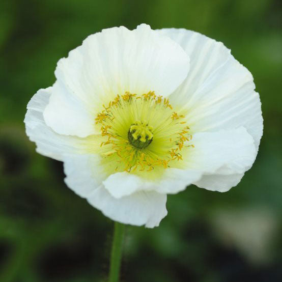 Iceland Poppy Seeds - Champagne Bubbles White