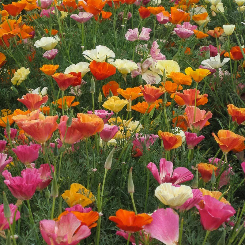 California Poppy Seeds - Mission Bells Mix