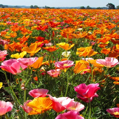 California Poppy Seeds - Mission Bells Mix