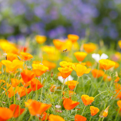 California Poppy Seeds - Orange