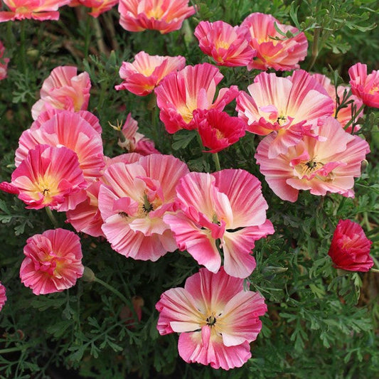 California Poppy Seeds - Thai Silk Rose