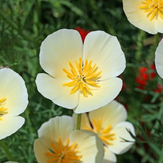 California Poppy Seeds - White Linen