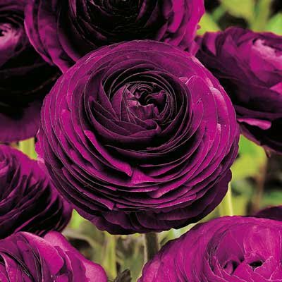 Ranunculus Bulbs - Violet