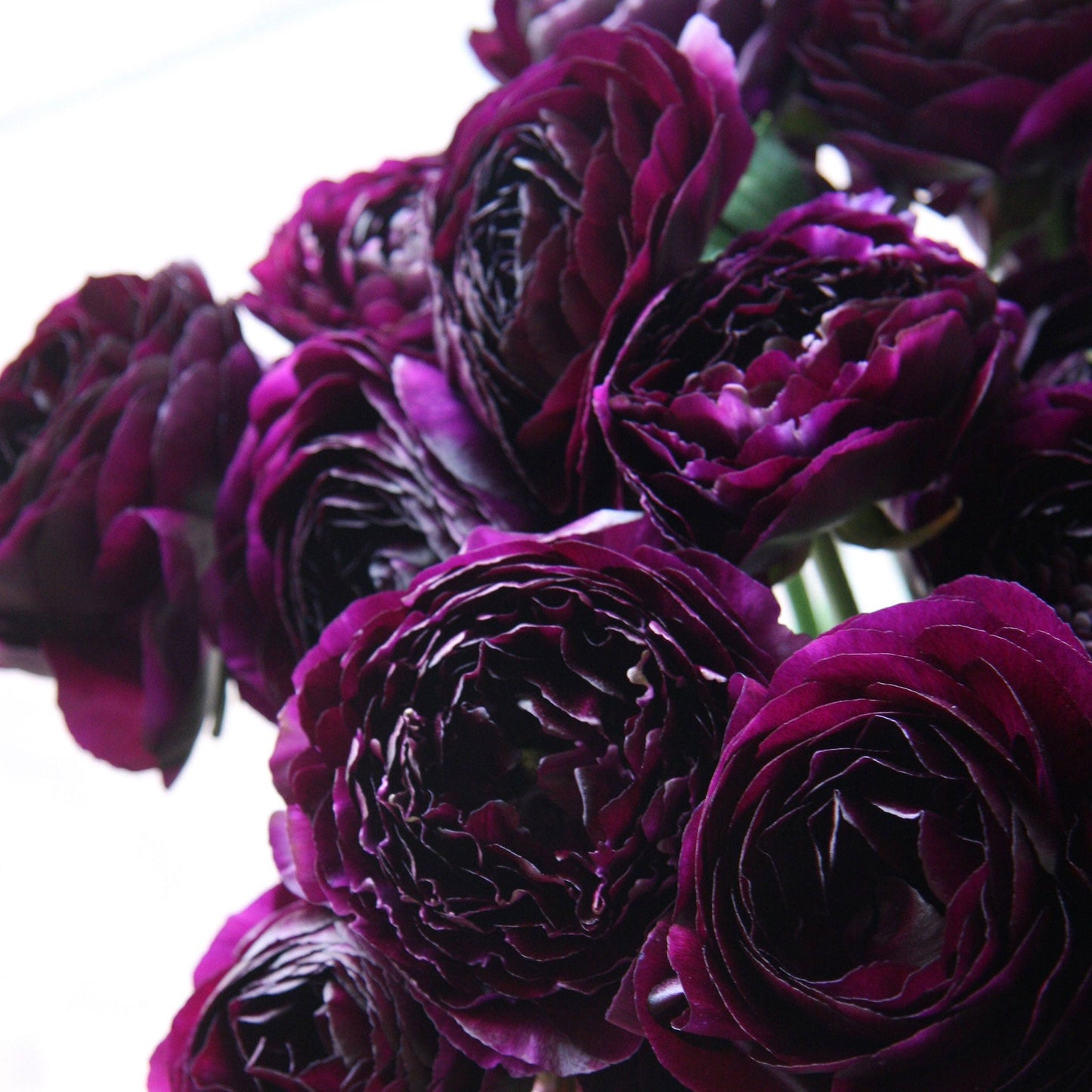 Ranunculus Bulbs - Violet