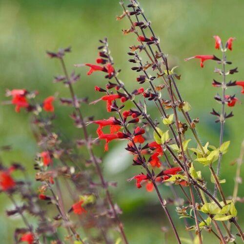Scarlet Sage Flower Seeds - 1 Gram