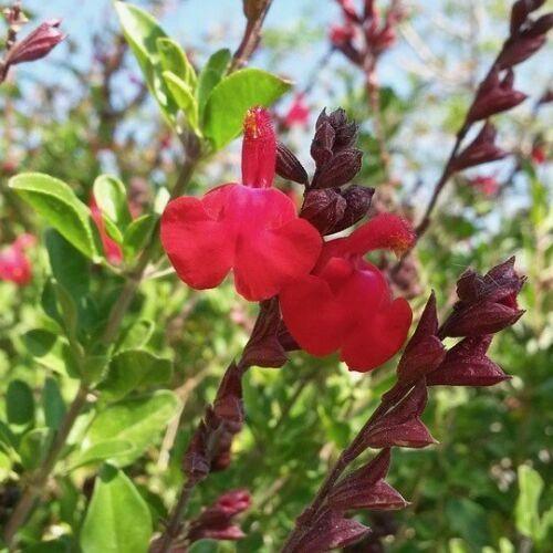 Scarlet Sage Flower Seeds - 1 Gram