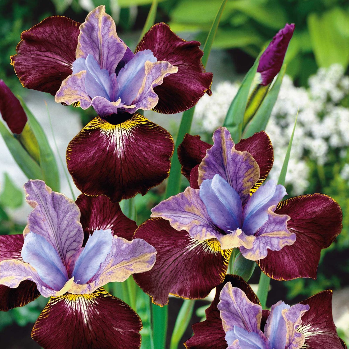Siberian Iris Roots - Black Joker