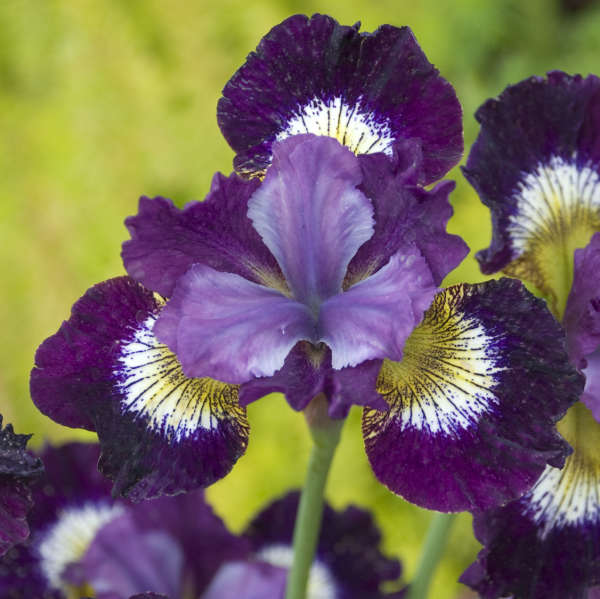 Siberian Iris Roots - Contrast In Styles