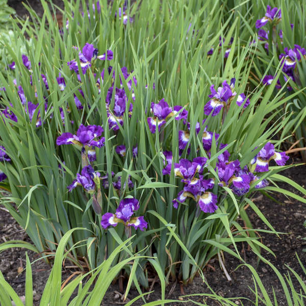 Siberian Iris Roots - Contrast In Styles