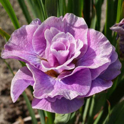 Siberian Iris Roots - Pink Parfait