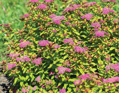 Spiraea Japonica Starter Plant - Approx 5-7 Inch