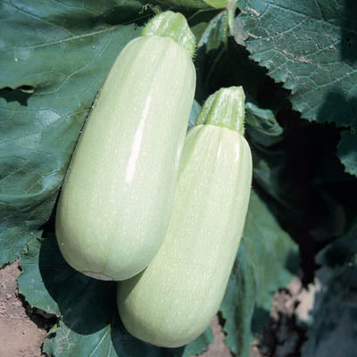 Squash (Summer) Seeds - Lungo Bianco Cylindrical