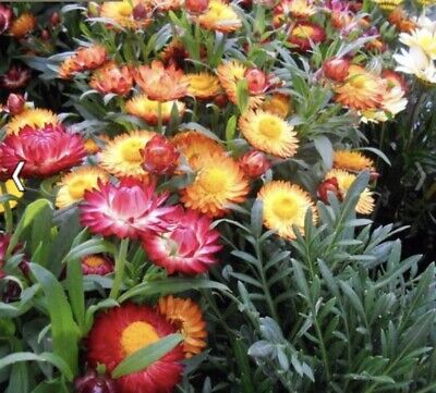 Strawflower, Tall Double Mix