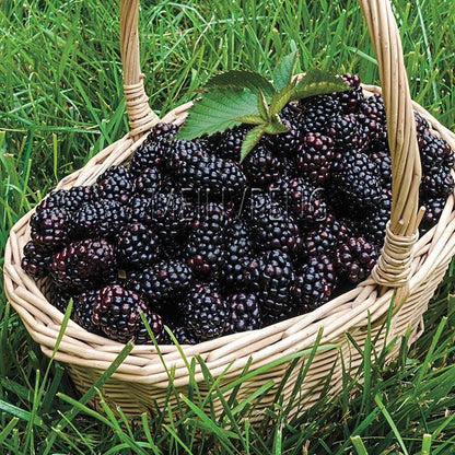 Sweet Black Berry Seeds
