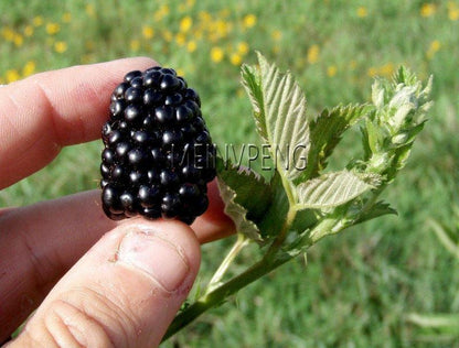 Sweet Black Berry Seeds