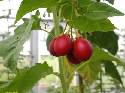 Tamarillo (Tree Tomato) Seeds (Edible, Fast)