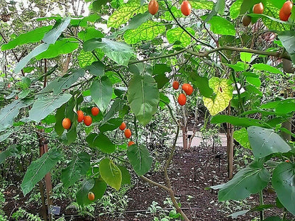Tamarillo (Tree Tomato) Seeds (Edible, Fast)