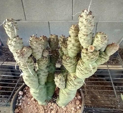 Tephrocactus Articulatus Papyracanthus (Paper Spine Cactus) | 4 Cuttings