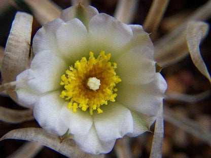 Tephrocactus Articulatus Papyracanthus (Paper Spine Cactus) | 4 Cuttings