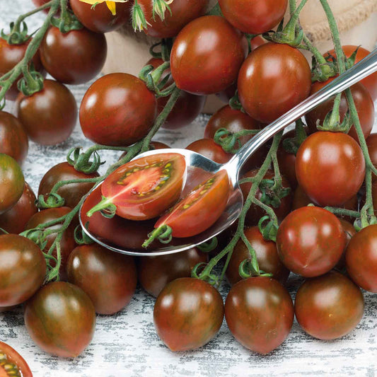 Tomato Seeds - Chocolate Sprinkles
