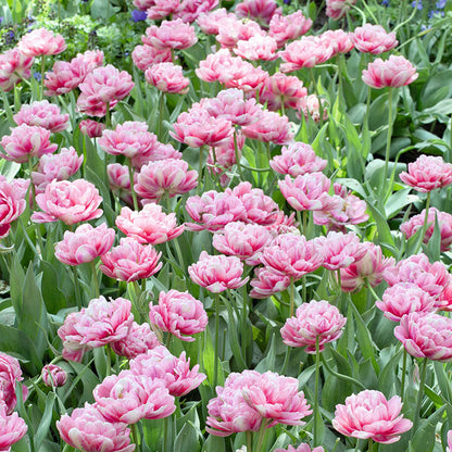 Tulip Bulbs - Angelique