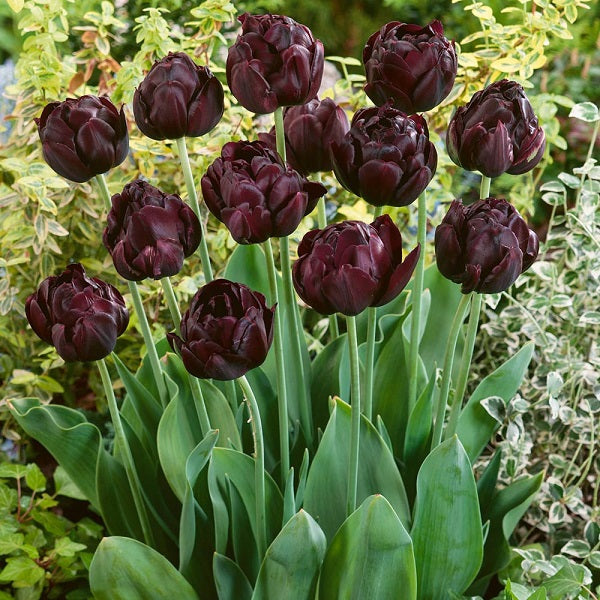 Tulip Bulbs - Black Hero